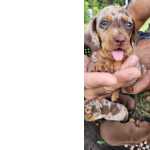 Dachshund TECKELS PARA LEVAR PARA CASA AGORA CES LINDOS CRIAO VETERINRIA So Paulo So Paulo