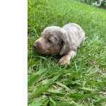 Dachshund TECKELS PARA VIR PEGAR NESTE FERIADO CES CRIADOS POR MDICA  VETERINRIA So Paulo So Paulo