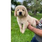 Golden Retriever FILHOTES DE GOLDEN RETRIEVER CRIADOS POR MDICA VETERINRIA So Paulo So Paulo