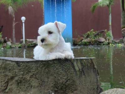 Schnauzer Miniatura Branco belssimo Filhote Macho Curitiba microchip Tajj Mahall