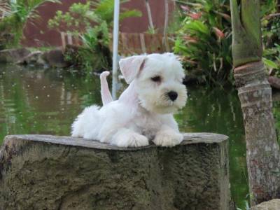 Schnauzer Miniatura Branco belssimo Filhote Macho Curitiba microchip Tajj Mahall