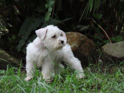 Schnauzer Miniatura Branco belssimo Filhote Macho Curitiba microchip Tajj Mahall