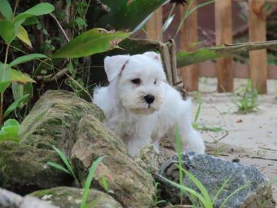 Schnauzer Miniatura Branco belssimo Filhote Macho Curitiba microchip Tajj Mahall