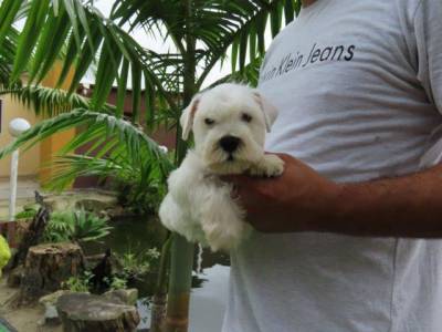 Schnauzer Miniatura Branco belssimo Filhote Macho Curitiba microchip Tajj Mahall