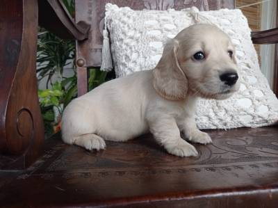 DACHSHUND TECKEL PELO LONGO MINIATURA CREME