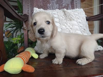 DACHSHUND TECKEL PELO LONGO MINIATURA CREME