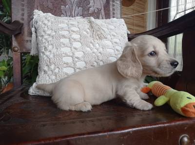 DACHSHUND TECKEL PELO LONGO MINIATURA CREME