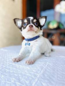 Chihuahua pelo longo
