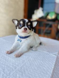 Chihuahua pelo longo