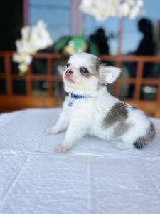 Chihuahua pelo longo micro