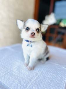 Chihuahua pelo longo micro