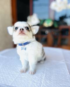 Chihuahua pelo longo micro