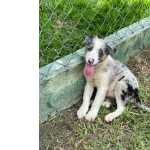 Border Collie AQUI O SEU BORDER COLLIE  CRIADO POR MDICA VETERINRIA CES EM CORES EXTICAS So Paulo So Paulo