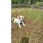 Jack Russel Terrier JACKS NA PORTA DA SUA CASA CES LINDOS E CRIADOS POR MDICA VETERINRIA So Paulo So Paulo