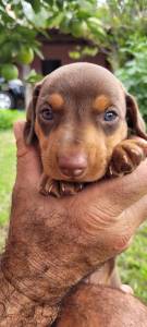 TECKELS PERA VIR PEGAR AGORA C�ES CRIADOS POR M�DICA VETERIN�RIA