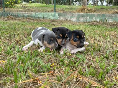 FOX PAULISTINHAS CRIADOS POR M�DICA VETERIN�RIA CRIA��O POR AMOR