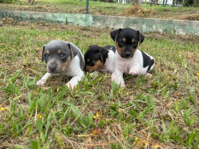FOX PAULISTINHAS CRIADOS POR M�DICA VETERIN�RIA CRIA��O POR AMOR