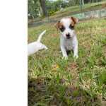 Jack Russel Terrier GARCINHAS DE JACKS CRIADOS POR MDICA VETERINRIA So Paulo So Paulo