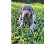 Weimaraner FILHOTES DE WEIMARANER CRIADOS POR QUEM GOSTA E ENTENDE CES LINDOS CRIAO VETERINRIA So Paulo So Paulo