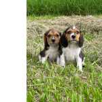 Beagle BEAGLES DE TREZE POLEGADAS CRIADOS POR MDICA VETERINRIA So Paulo So Paulo