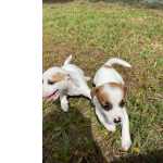 Jack Russel Terrier VENHA CONHECER O SEU JACK RUSSEL PESSOALMENTE CANIL ABERTO PARA VISITAO CES CRIADOS POR VET So Paulo So Paulo