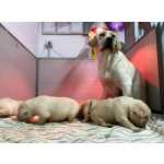 Retriever Do Labrador Melhores Filhotes de Labrador Retriever Champanhe Pernambuco Camaragibe