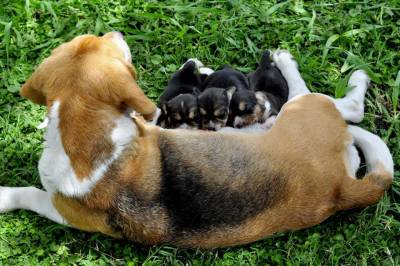 Melhores Filhotes de Beagle Tricolor com Pedigree