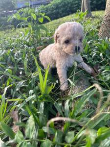 Poodle Toy lindos filhotes disponveis