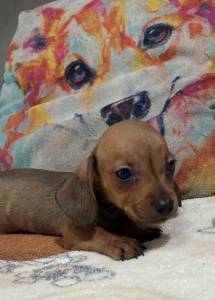 Dachshund pelo curto lindos filhotes disponveis