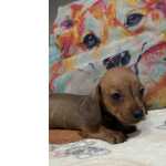 Dachshund Dachshund pelo curto lindos filhotes disponveis