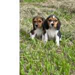 Beagle MINI BEAGLES PRONTOS PARA ALEGRAREM SUA VIDA CES LINDOS CRIAO VETERINRIA So Paulo So Paulo