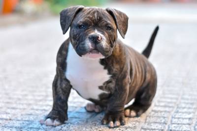 American bully