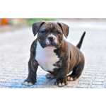 American Bully American bully Porto Amarante