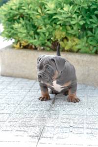 American bully