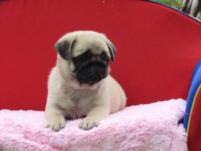 Pug filhote macho lindssimo Microchipado Curitiba  Canil Tajj Mahall Excelente Linhagem