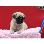 Pug Pug filhote macho lindssimo Microchipado Curitiba  Canil Tajj Mahall Excelente Linhagem Paran CURITIBA