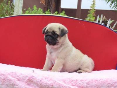 Pug filhote macho lindssimo Microchipado Curitiba  Canil Tajj Mahall Excelente Linhagem