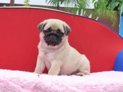 Pug filhote macho lindssimo Microchipado Curitiba  Canil Tajj Mahall Excelente Linhagem