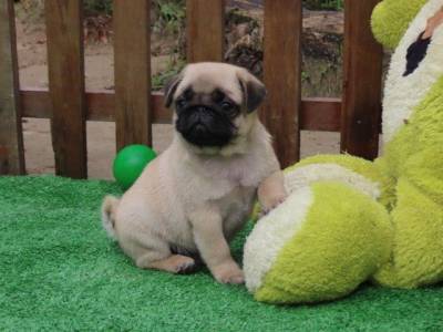 Pug filhote macho lindssimo Microchipado Curitiba  Canil Tajj Mahall Excelente Linhagem