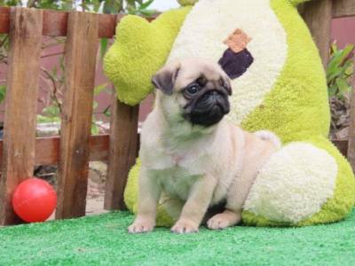 Pug filhote macho lindssimo Microchipado Curitiba  Canil Tajj Mahall Excelente Linhagem