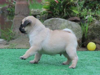 Pug filhote macho lindssimo Microchipado Curitiba  Canil Tajj Mahall Excelente Linhagem