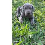 Weimaraner AQUI O SEU WEIMARANER  CRIADO POR MDICA VETERINRIA CES LINDOS So Paulo So Paulo