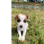 Jack Russel Terrier NO COMPRE JACK RUSSEL SEM ANTES FALAR COM A GENTE CES CRIADOS POR MDICA VETERINRIA So Paulo So Paulo