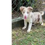 Border Collie AQUI O SEU BORDER COLLIE  CRIADO POR MDICA VETERINRIA CES EM CORES EXTICAS So Paulo So Paulo