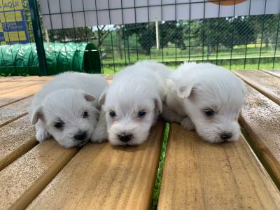 AQUI O SEU GOLDEN RETRIEVER  CRIADO POR MDICA VETERINRIA