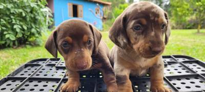 TECKELS ORIUNDOS DE CRIAO VETERINRIA CES LINDOS MESMO