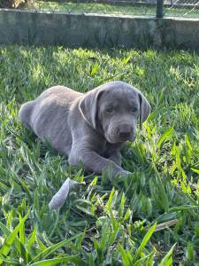APROVEITE QUE AMANH  SBADO E VENHA BUSCAR COM A GENTE  O SEU WEIMARANER CES LINDOS CRIAO VET