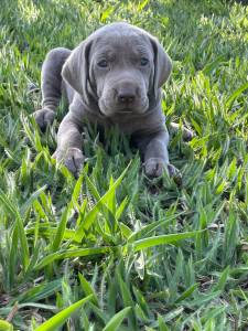 APROVEITE QUE AMANH  SBADO E VENHA BUSCAR COM A GENTE  O SEU WEIMARANER CES LINDOS CRIAO VET