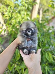 Filhotes Spitz Alemo  - Lulu da Pomernia