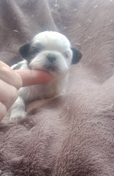 shih-tzu mini com pedigree